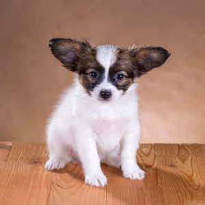 Chiots Papillon A Vendre Vente De Chiots Papillon Eleveur Papillon Professionnel Paca